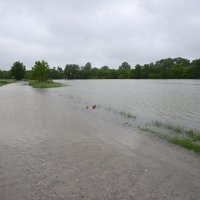 Poplavljeno područje u okolici Lekenika zbog izlijevanja rijeke Kupe