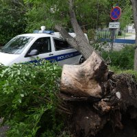 Šibenik: Jak vjetar srušio veliko drvo i razbio policijski kombi