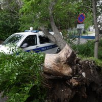 Šibenik: Jak vjetar srušio veliko drvo i razbio policijski kombi