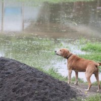 Poplava u Dvoru na Uni