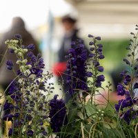 Tomašević otvorio Floraart