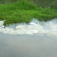 Vodostaj Kupe u Sisačko-moslavačkoj županiji je u opadanju