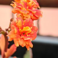 Honor Magic5 Pro primjeri fotografija