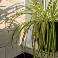 Honor Magic5 Pro primjeri fotografija