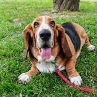 Honor Magic5 Pro primjeri fotografija