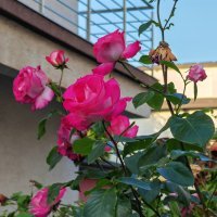 Honor Magic5 Pro primjeri fotografija