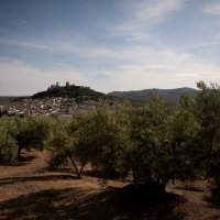 Suša prepolovila urod maslina u Španjolskoj