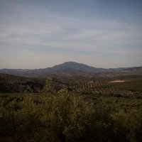 Suša prepolovila urod maslina u Španjolskoj