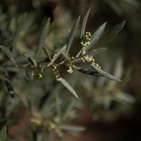 Suša prepolovila urod maslina u Španjolskoj