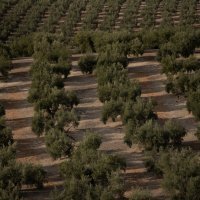 Suša prepolovila urod maslina u Španjolskoj