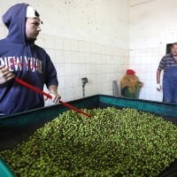 Bratski Dolac: Proizvodnja maslinovog ulja na tradicionalni način