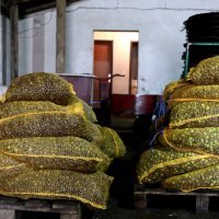 Bratski Dolac: Proizvodnja maslinovog ulja na tradicionalni način