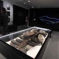 Hrvatski centar koralja