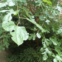 CAT S75 - primjeri fotografija