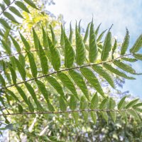 Pajasen ili smrdljivka rasprostranjena je biljka na više parkinga u Dubrovniku