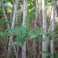 Pajasen ili smrdljivka rasprostranjena je biljka na više parkinga u Dubrovniku
