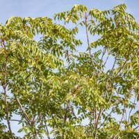 Pajasen ili smrdljivka rasprostranjena je biljka na više parkinga u Dubrovniku