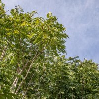 Pajasen ili smrdljivka rasprostranjena je biljka na više parkinga u Dubrovniku