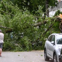 Olujni vjetar srušio stablo na cestu, tri automobila oštećena