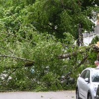 Olujni vjetar srušio stablo na cestu, tri automobila oštećena