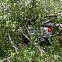 Olujni vjetar srušio stablo na cestu, tri automobila oštećena