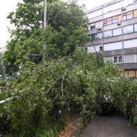 Olujni vjetar srušio stablo na cestu, tri automobila oštećena