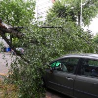 Olujni vjetar srušio stablo na cestu, tri automobila oštećena