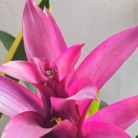 Honor Magic Vs primjeri fotografija