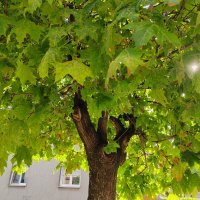 Honor Magic Vs primjeri fotografija