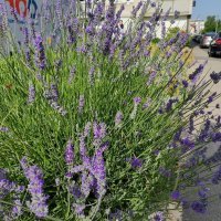 Honor Magic Vs primjeri fotografija