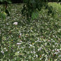 Krško: Tuča napravila štetu na automobilima i stambenim objektima