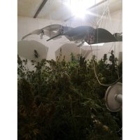 Uzgajao marihuanu u kući