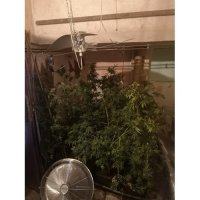 Uzgajao marihuanu u kući