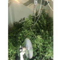 Uzgajao marihuanu u kući