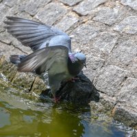 Češku, južnu Europu i SAD pogodile su tropske vrućine