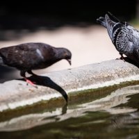 Vrućina na splitskim ulicama