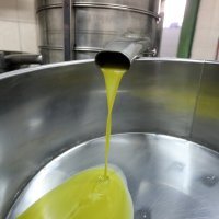 Proizvodnja maslinova ulja