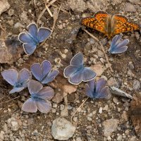 Dolina leptira, Turska