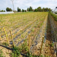 Tamara Lakatoš, uzgajivačica začinske paprike iz Kopačeva