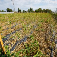 Tamara Lakatoš, uzgajivačica začinske paprike iz Kopačeva