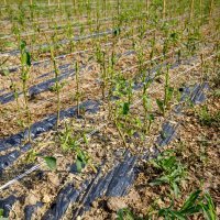 Tamara Lakatoš, uzgajivačica začinske paprike iz Kopačeva