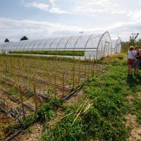 Tamara Lakatoš, uzgajivačica začinske paprike iz Kopačeva