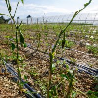 Tamara Lakatoš, uzgajivačica začinske paprike iz Kopačeva