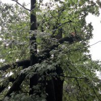 Posljedice nevremena u Botaničkom vrtu