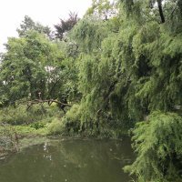 Posljedice nevremena u Botaničkom vrtu