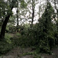 Posljedice nevremena u Botaničkom vrtu