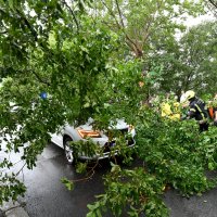 Olujni vjetar srušio je stablo na cestu u Rijeci