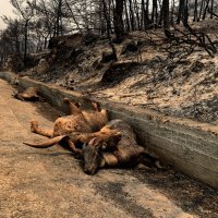 Požari haraju Grčkom