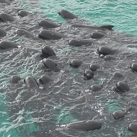 Kitovi piloti prije nasukavanja