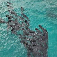 Kitovi piloti prije nasukavanja